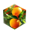 柑橘皮萃取精華